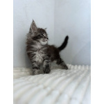 Мейн-кун котенок NS