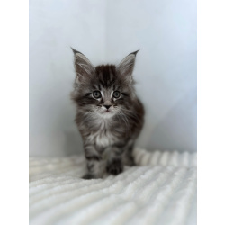 Мейн-кун котенок NS