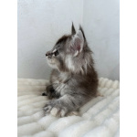 Мейн-кун котенок девочка FS