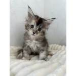 Мейн-кун котенок девочка FS