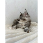 Мейн-кун котенок девочка FS