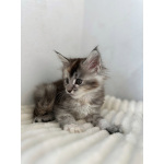 Мейн-кун котенок девочка FS