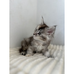 Мейн-кун котенок девочка FS