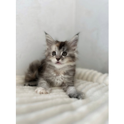 Мейн-кун котенок девочка FS