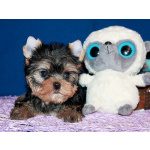 Трехмесячный мальчик Йоркширского терьера.