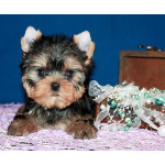 Трехмесячный мальчик Йоркширского терьера.