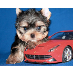 Трехмесячный мальчик Йоркширского терьера.