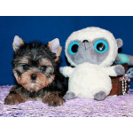 Трехмесячный мальчик Йоркширского терьера.