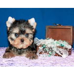 Трехмесячный мальчик Йоркширского терьера.