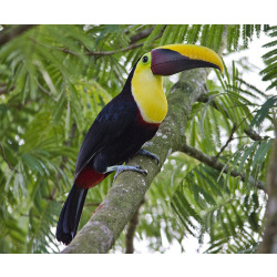 Жёлтогорлый тукан