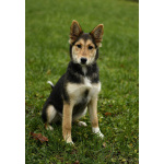 Щенки в приюте спасите!