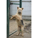 Щенки в приюте спасите!