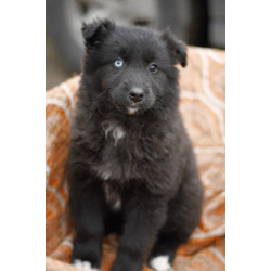 Щенки в приюте спасите!