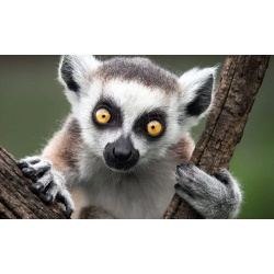 Лемур катта