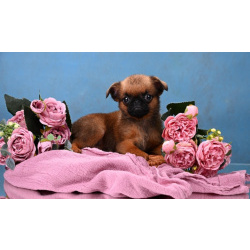 Мини девочка пти-брабансон