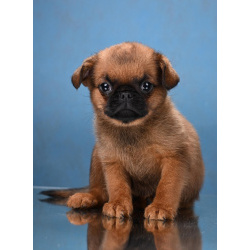 Мальчик пти-брабансон