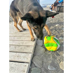 Молодая собака Вита, немецкая овчарка ищет дом