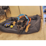 Молодая собака Вита, немецкая овчарка ищет дом