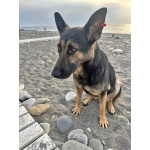 Молодая собака Вита, немецкая овчарка ищет дом