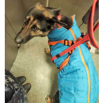 Молодая собака Вита, немецкая овчарка ищет дом