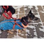 Молодая собака Вита, немецкая овчарка ищет дом