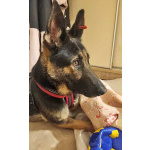 Молодая собака Вита, немецкая овчарка ищет дом