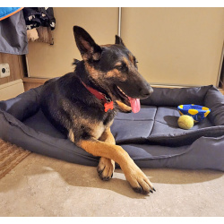 Молодая собака Вита, немецкая овчарка ищет дом