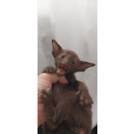 Продам котят