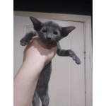 Продам котят