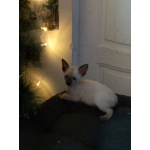 Продам котят