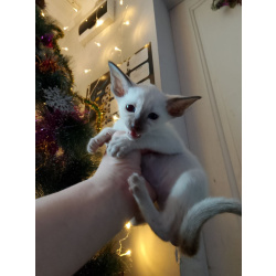 Продам котят