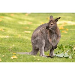 Кенгуру Беннета