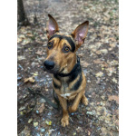 Умный, контактный, игривый Рокки ищет дом!