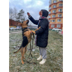 Умный, контактный, игривый Рокки ищет дом!