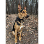 Умный, контактный, игривый Рокки ищет дом!