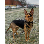 Умный, контактный, игривый Рокки ищет дом!