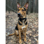 Умный, контактный, игривый Рокки ищет дом!