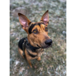 Умный, контактный, игривый Рокки ищет дом!