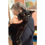 Одинокий кототерапевт желает познакомиться.