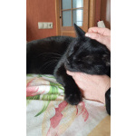 Одинокий кототерапевт желает познакомиться.