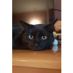 Одинокий кототерапевт желает познакомиться.