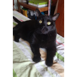 Одинокий кототерапевт желает познакомиться.