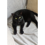 Одинокий кототерапевт желает познакомиться.