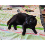 Одинокий кототерапевт желает познакомиться.