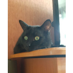 Одинокий кототерапевт желает познакомиться.