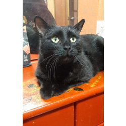 Одинокий кототерапевт желает познакомиться.