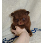 Померанские шпицы мини: шоколадный и мерле.