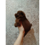 Померанские шпицы мини: шоколадный и мерле.