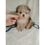 Померанские шпицы мини: шоколадный и мерле.