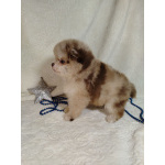 Померанские шпицы мини: шоколадный и мерле.